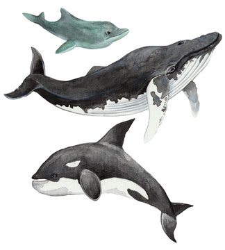 Hand drawn set of  sea whale, grampus and dolphin in watercolor