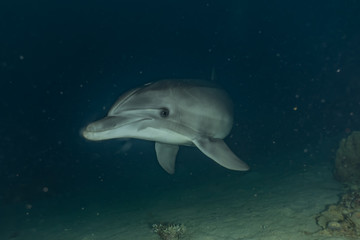 Fototapeta premium Dolphin swimming with divers in the Red Sea, Eilat Israel
