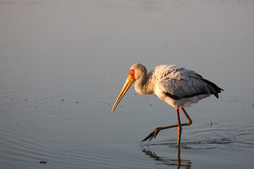 Nimmersatt / Yellow-billed stork / Mycteria ibis