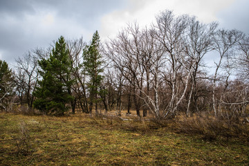 thick pine forest. Russian landscape