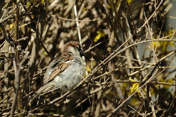 Sparrow
