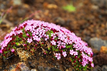Moss Campion, Iceland