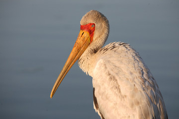 Nimmersatt / Yellow-billed stork / Mycteria ibis