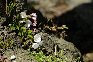 Obraz premium Wildflowers