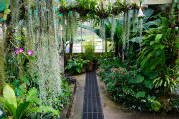 glass house with plants