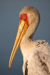 Nimmersatt / Yellow-billed stork / Mycteria ibis