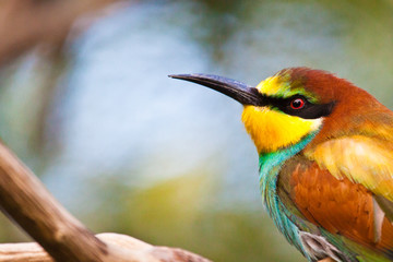 Bienenfresser (Merops apiaster)
