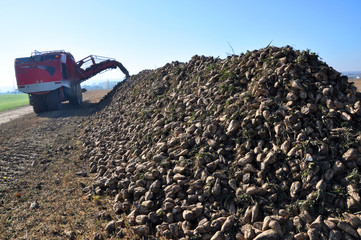 Picked up in a field of sugar beet harvest