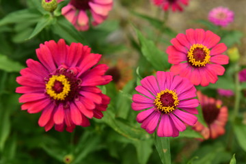 Chinese Tibet Gesang flower