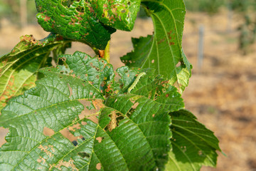 Hazelnut pests. Macro close-up of green walnut leaves with holes and fungus