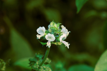 flowers from white basil trees with green buds