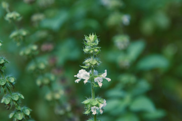flowers from white basil trees with green buds