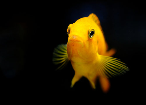 Colorful african cichlid mbuna fish from Malawi lake in aquarium