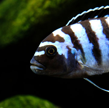 Colorful african cichlid mbuna fish from Malawi lake in aquarium