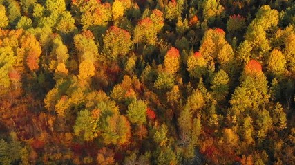 View of dense deciduous forest in Georgia in full Autumn colors, from aerial