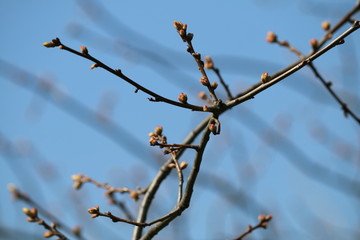 ast