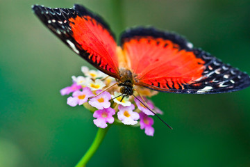 Spitzenflügel (Cethosia biblis)