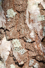 Bark of a tree with lichen on the trunk