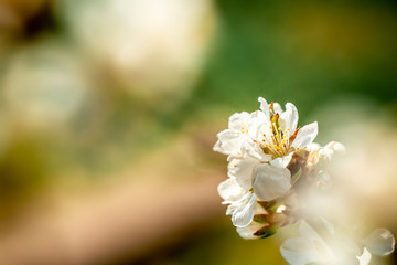 Blossoming almond tree branches, the background blurred. Spring, seasons, white flowers of apricot tree close-up