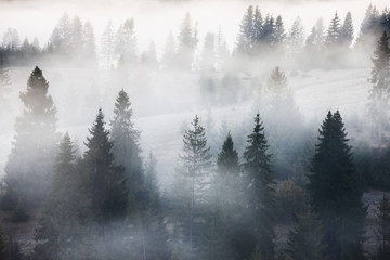 Fir forest on mountain hills at misty foggy weather. Green summer woodland in the fog