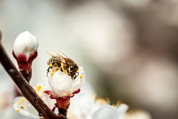 A Bee Pollinating Almond Blossoms. Apricot tree flowers with soft focus. Apricot tree in bloom. Spring, seasons, white flowers of apricot tree close-up