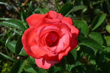 Flower VII