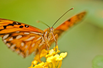 Vanillefalter (Agraulis vanillae)