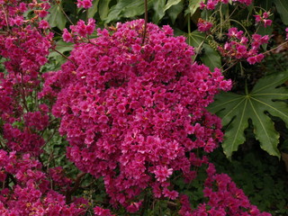 Azalées Jardin Massey Tarbes Hautes Pyrénées Occitanie France