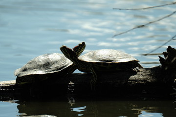 Fototapeta premium Turtles