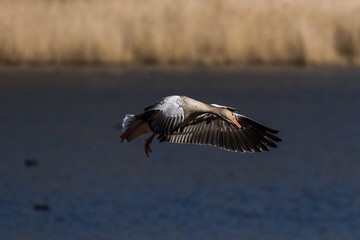 Graugans (Anser anser) im Flug im Naturschutzgebiet Karower Teiche in Berlin 