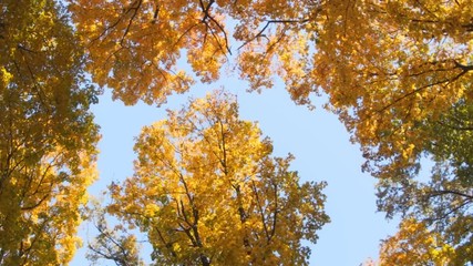 Golden Autumn Leaves against the Sky in Ukraine