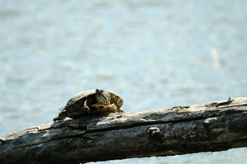 Turtle