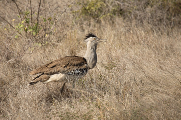 Riesentrappe / Kori Bustard / Andreotis kori.
