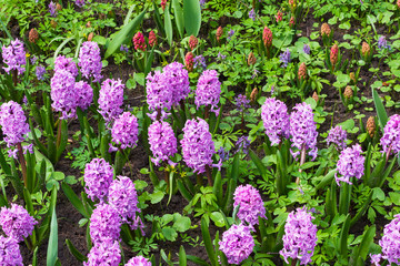 Obraz premium Hyacinth of the Broadway species