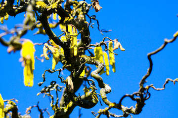 Close up of bright shining yellow catkins on crooked bare branches covered with orange lichen (Xanthoria parietina) of old common hazel tree (Corylus avellana) contrasting with deep blue sky 