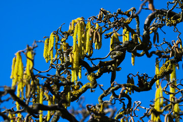 Yellow catkins on crooked bare branches covered with orange lichen (Xanthoria parietina) of old...