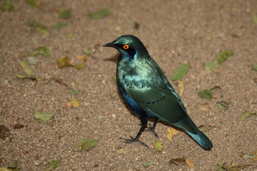 Rostschwanzschmätzer / Cape Glossy Starling / Lamprotornis nitens.