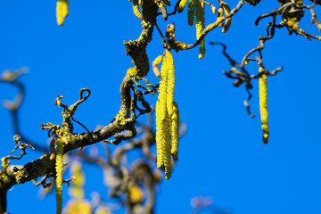 Close up of isolated bright shining yellow catkins on crooked bare branches covered with orange...