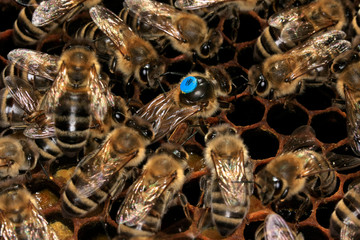 Bienenkönigin aud der Wabe, umkrdist von Ammenbienen