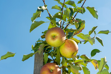 branch with red apples close-up on a background of apple orchard and blue sky. The concept of growing an industrial apple orchard