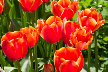Beautiful bright red tulips