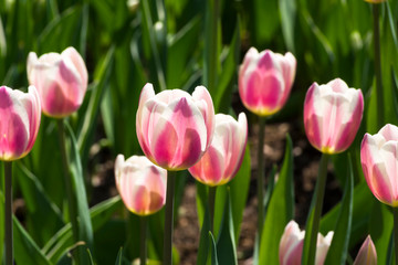 Tulipa of the Long Lady  species
