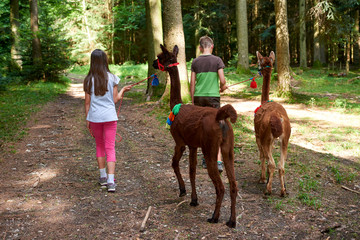 menschen die mit alpacas wandern