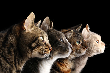 Beautiful cats in a row