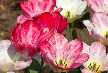 Fototapeta na wymiar Tulipa of the Fosteriana Hit Parade species