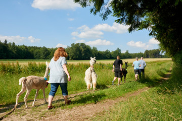 menschen die mit alpacas wandern © Eugen