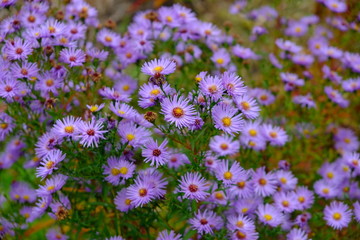 purple flowers in the garden