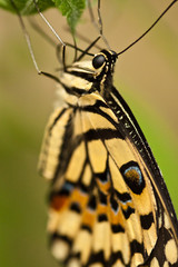 Limetten-Schwalbenschwanz (Papilio demoleus)