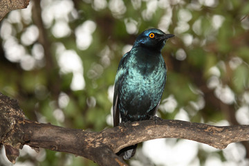 Rostschwanzschmätzer / Cape Glossy Starling / Lamprotornis nitens.