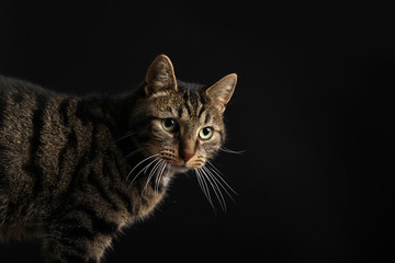 Naklejka premium Beautiful cat